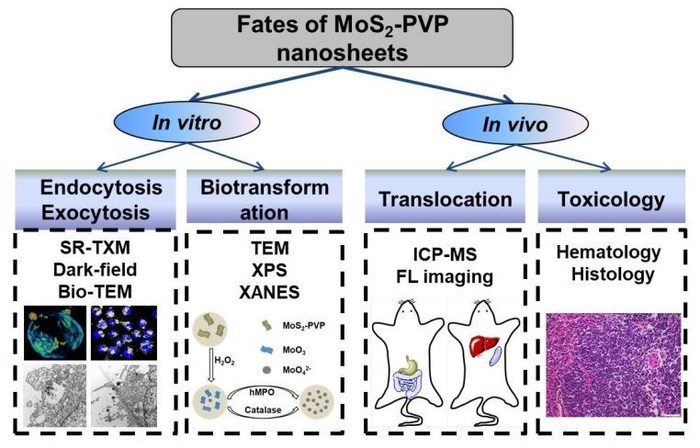 2019-Nanoscale-Translocation, Biotransformatio.jpg